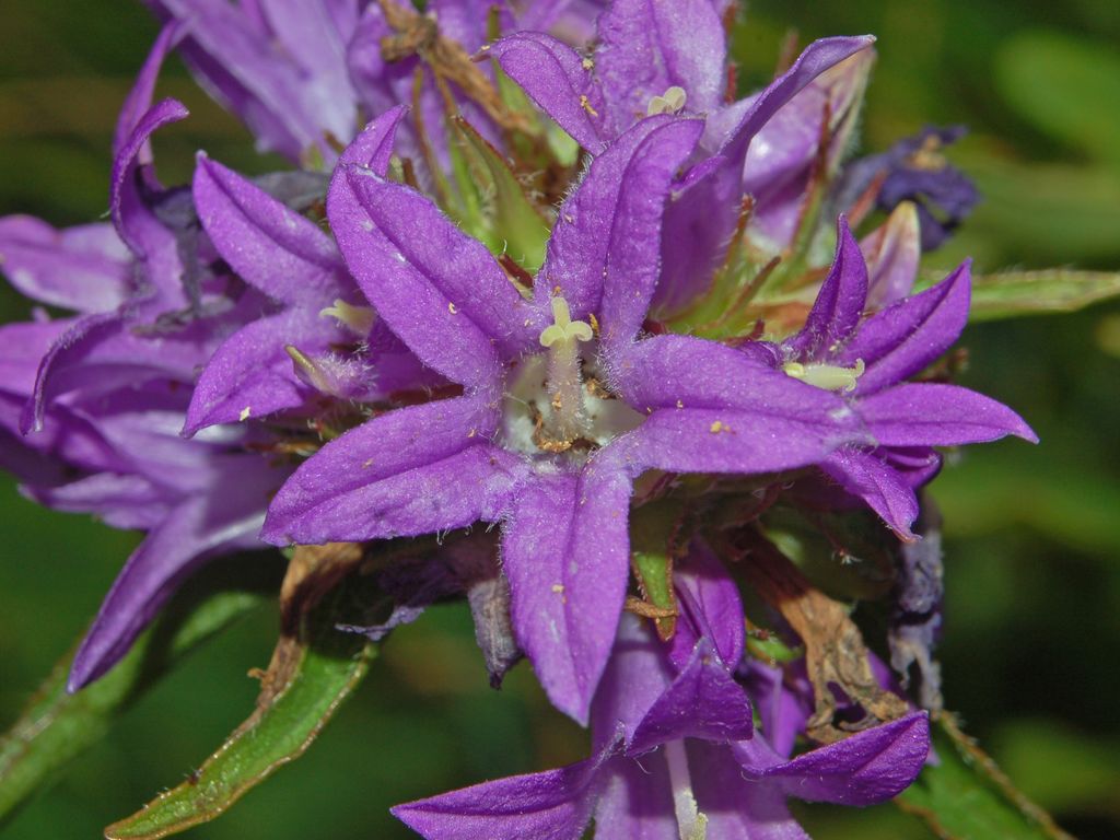 campanula glomerata